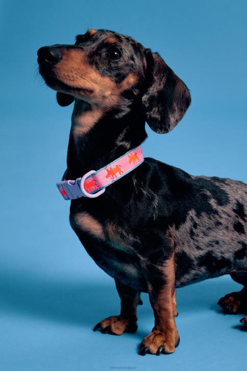 logo halsband voor huisdieren Bimba Y Lola roze accessoires 4HDL964